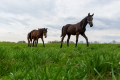 12.4.2016, Pferde auf der Weide. Marl. 022MK120416Marl.JPG. (Pferd, Pferde, Pferdeherde, Jaehrlinge, Weide, Graskoppel, Koppel, Stute, Stuten). [Copyright (c) Marius Schwarz, Fotograf,Mobil: 0049(0)176 28 311 040, Web: www.traberpixx.de, e-mail: info@traberpixx.de, MODEL RELEASE YES - bei Verwendung des Fotos ausserhalb journalistischer Zwecke bitte Ruecksprache halten - Foto ist honorarpflichtig!]